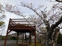 水源地展望台の桜